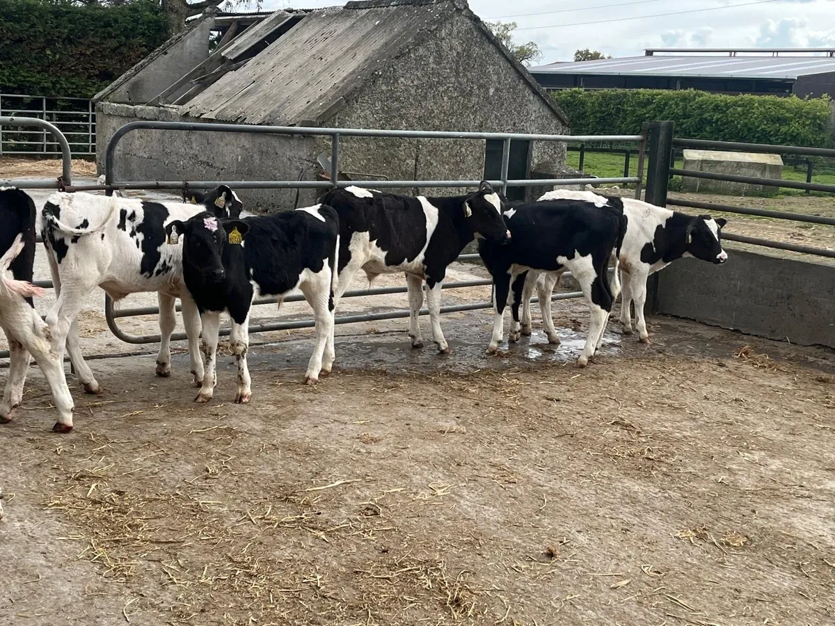 8 British Frisian bull weanlings - Image 1