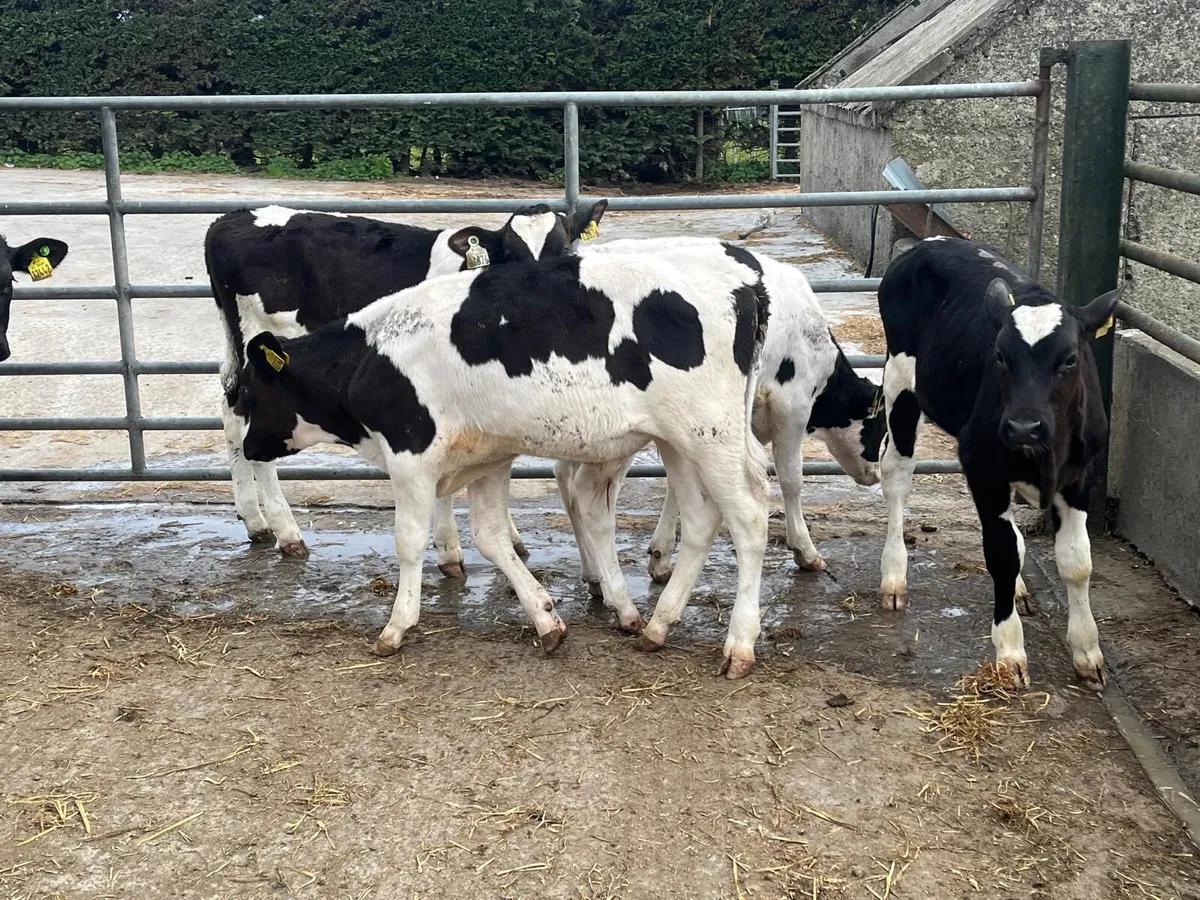 8 British Frisian bull weanlings - Image 2