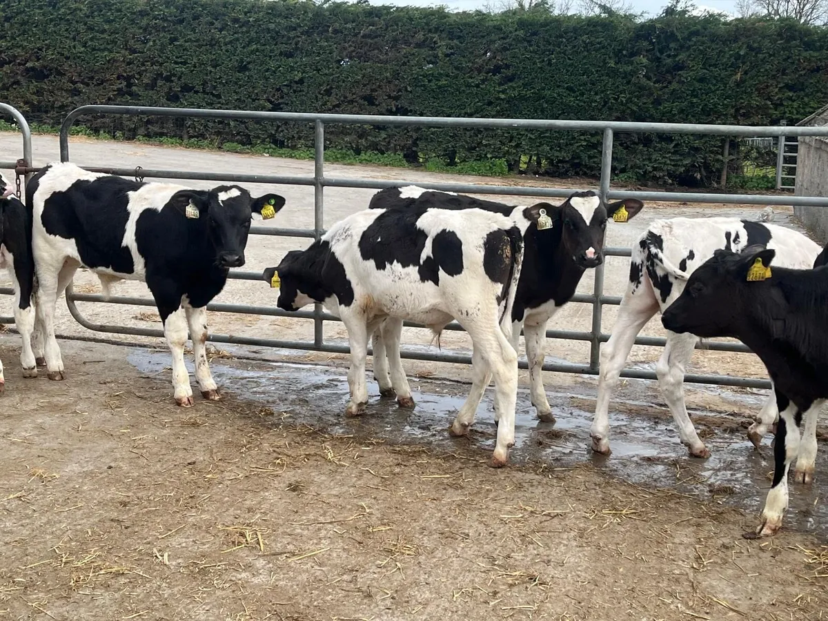 8 British Frisian bull weanlings - Image 3