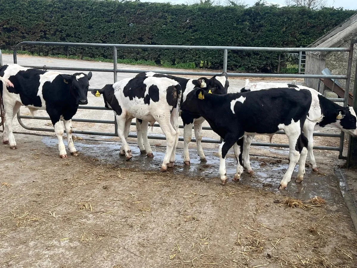 8 British Frisian bull weanlings - Image 4