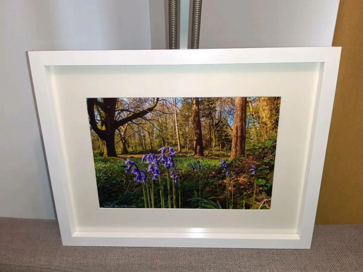 Ballyannan Woods, Midleton - Image 1