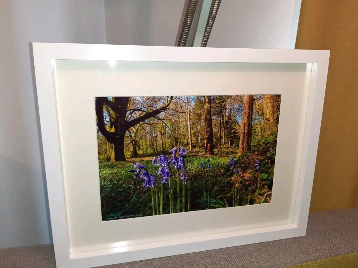 Ballyannan Woods, Midleton - Image 2
