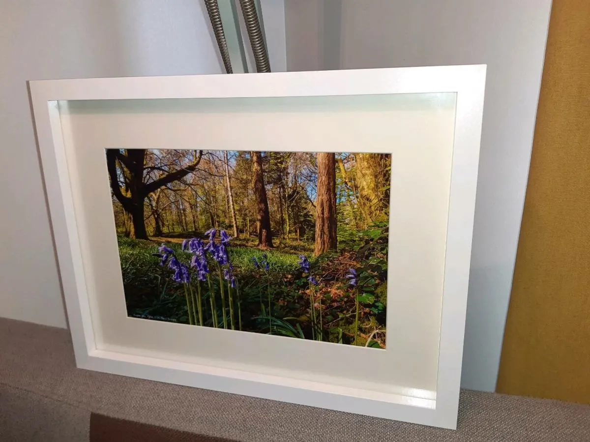 Ballyannan Woods, Midleton - Image 3