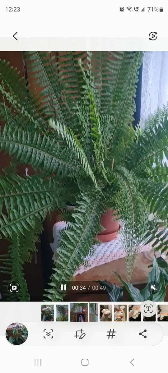 House plants - Image 4