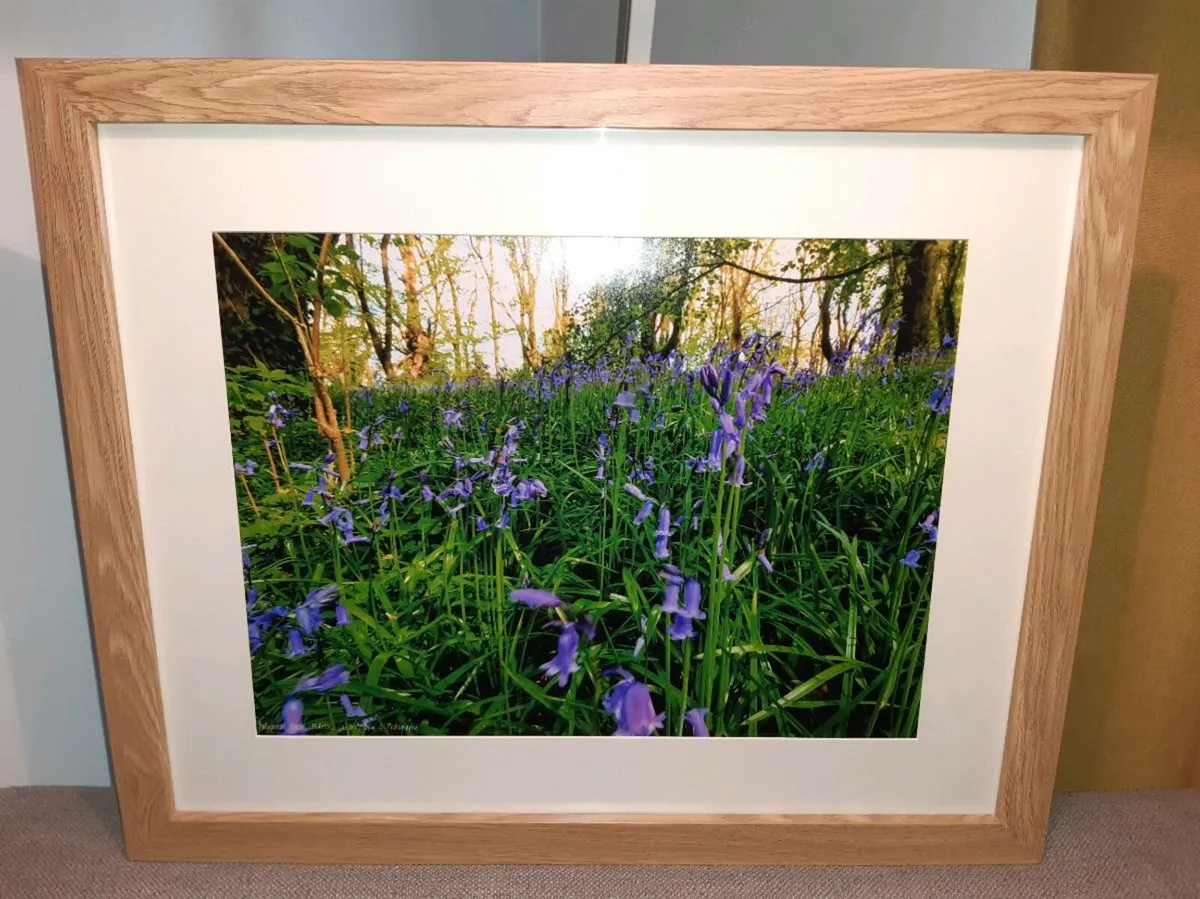 Ballyannan Woods, Midleton - Image 1