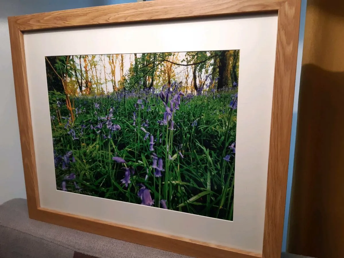 Ballyannan Woods, Midleton - Image 2