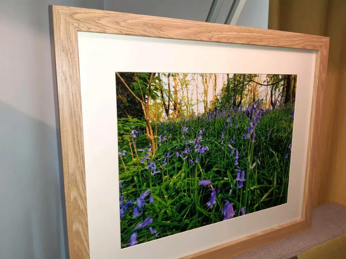 Ballyannan Woods, Midleton - Image 3