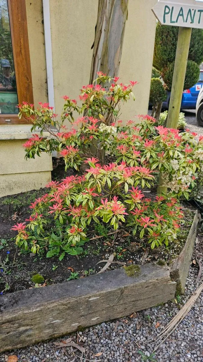 Forest Flame Pieris Plants - Image 1