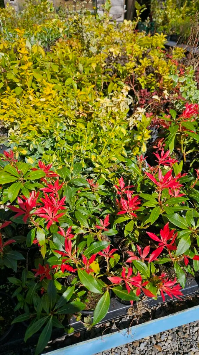 Forest Flame Pieris Plants - Image 4