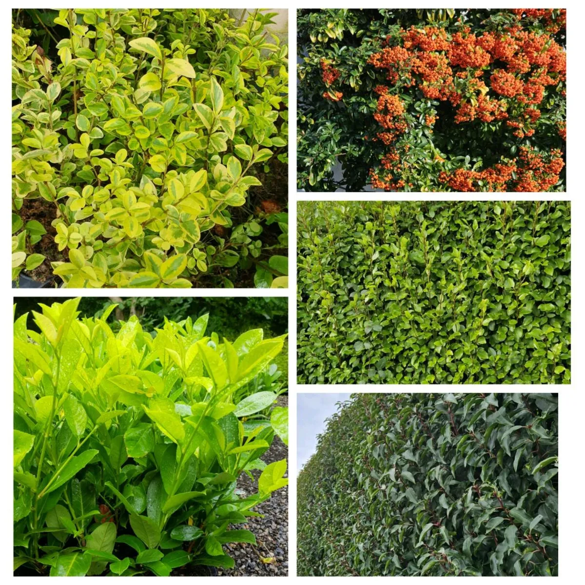 Pyracantha Firethorn Hedging Two Euros - Image 3