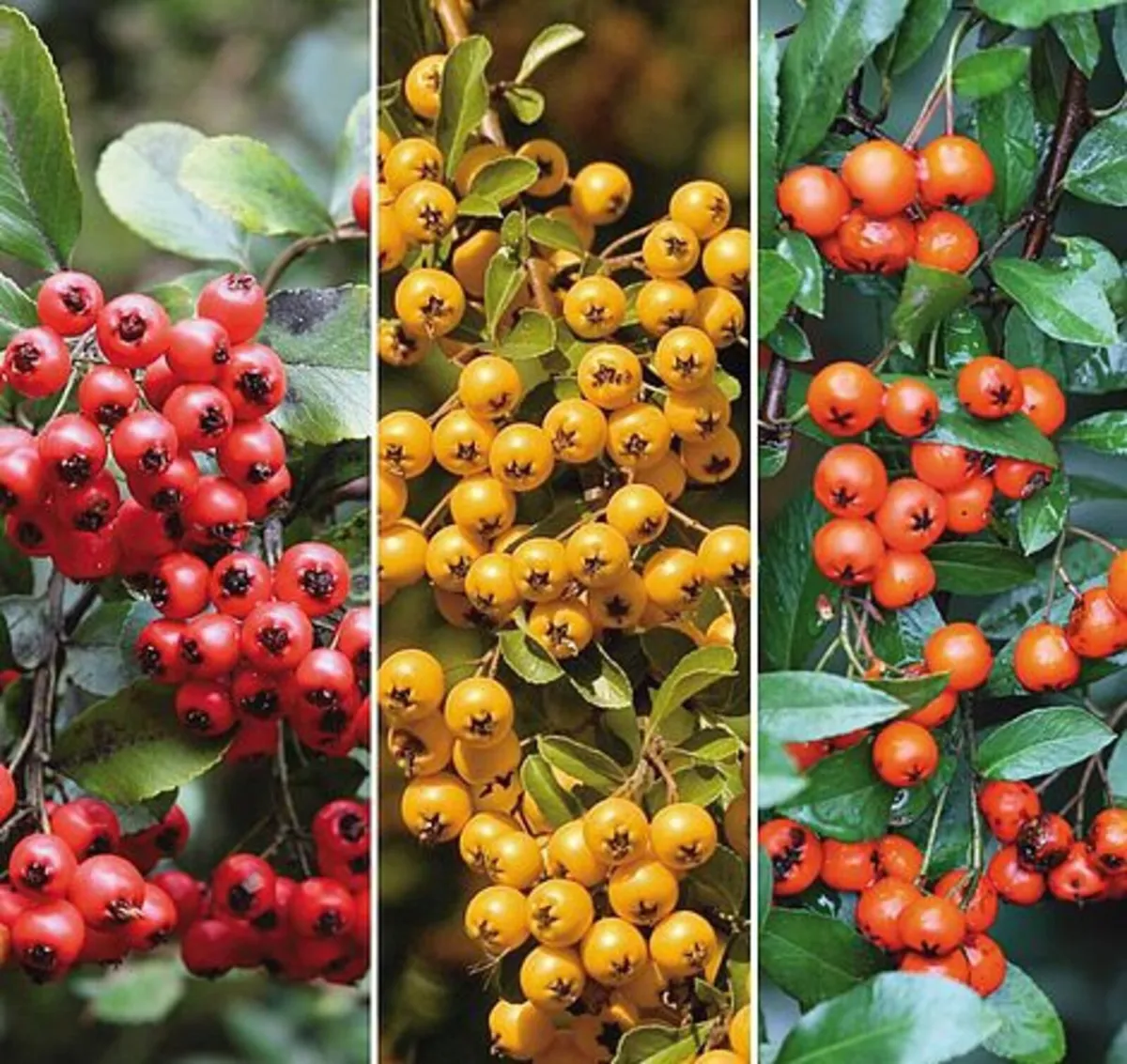 Pyracantha Firethorn Hedging Two Euros - Image 1