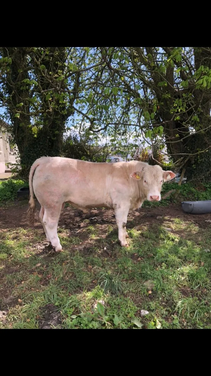 Pedigree Charolais Bull - Image 1