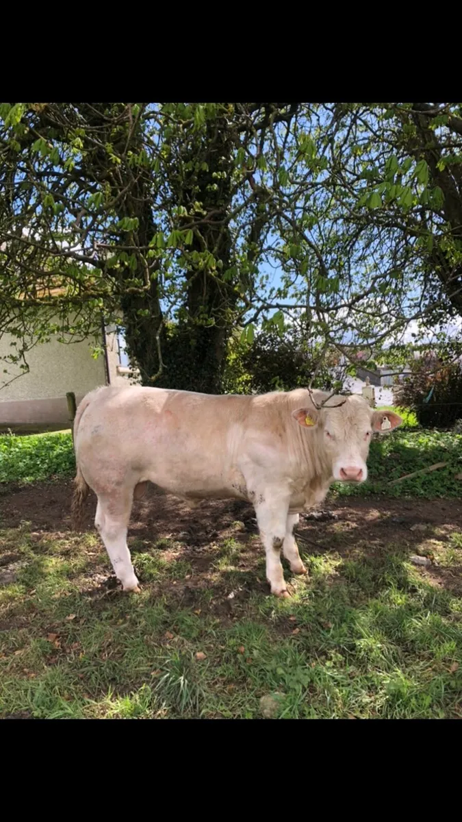 Pedigree Charolais Bull - Image 2