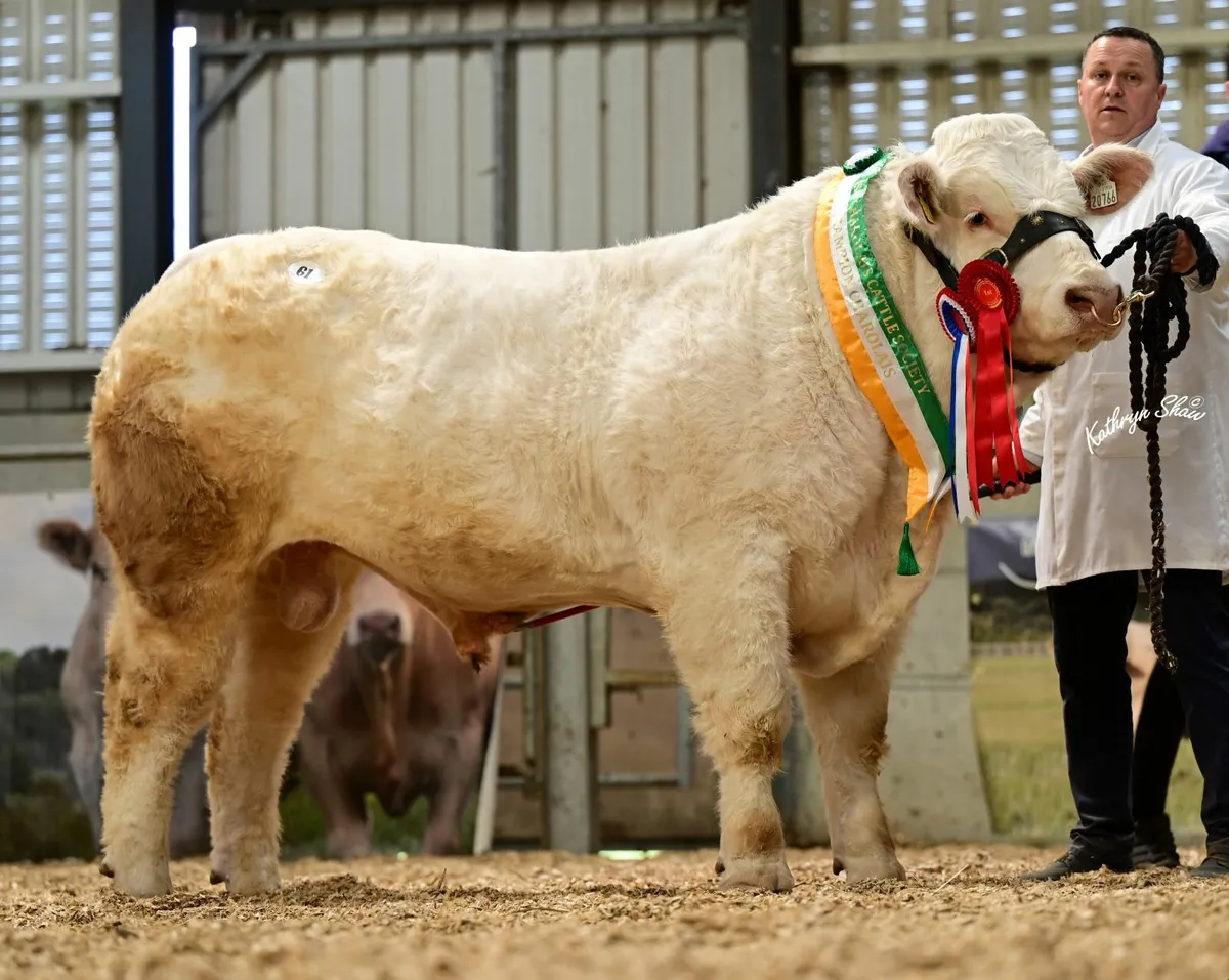 IRISH CHAROLAIS CATTLE SOCIETY -  TULLAMORE MART - Image 2