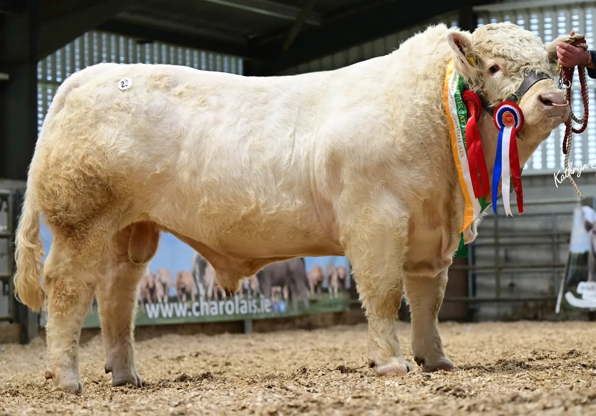 IRISH CHAROLAIS CATTLE SOCIETY -  TULLAMORE MART - Image 3