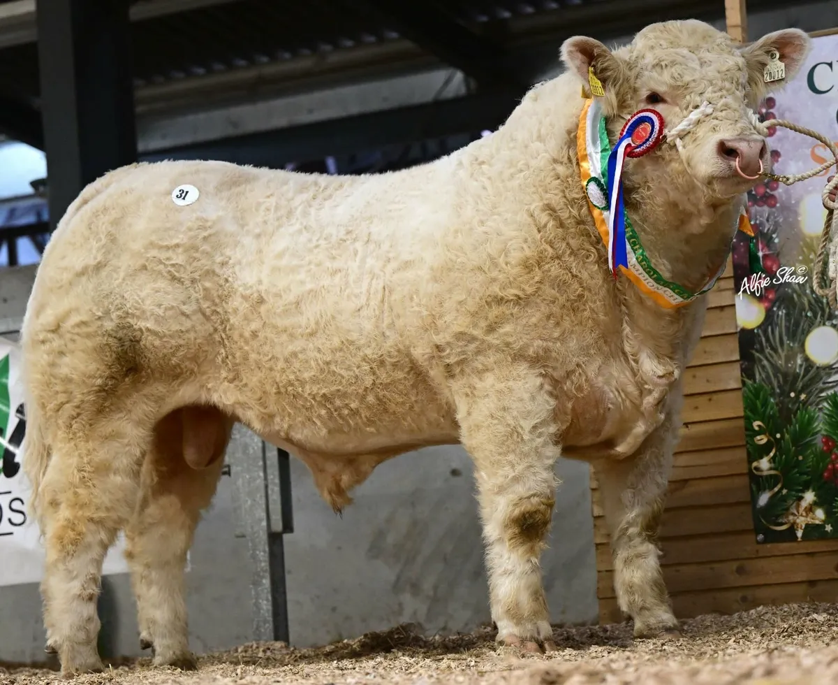 IRISH CHAROLAIS CATTLE SOCIETY -  TULLAMORE MART - Image 4