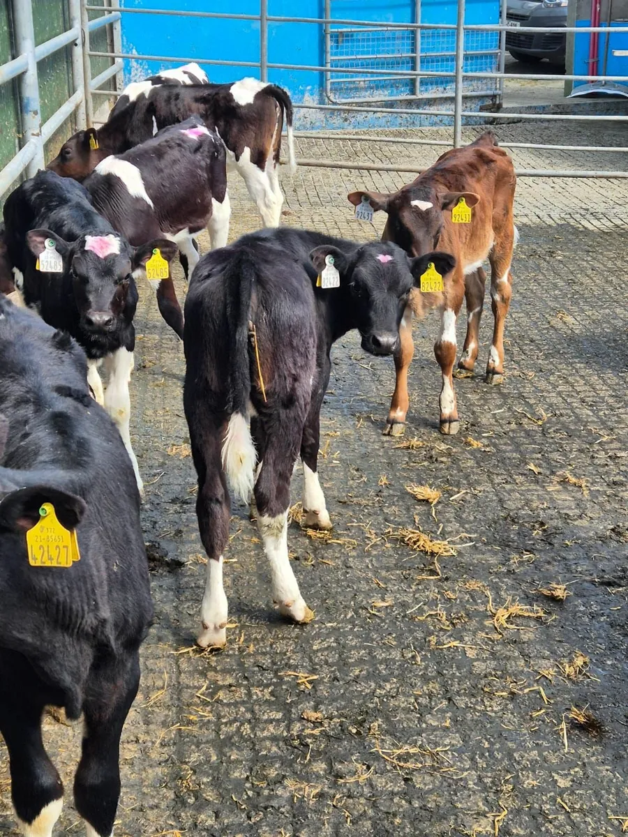 High EBI Friesian heifer calves & 5star Angus Bull - Image 3