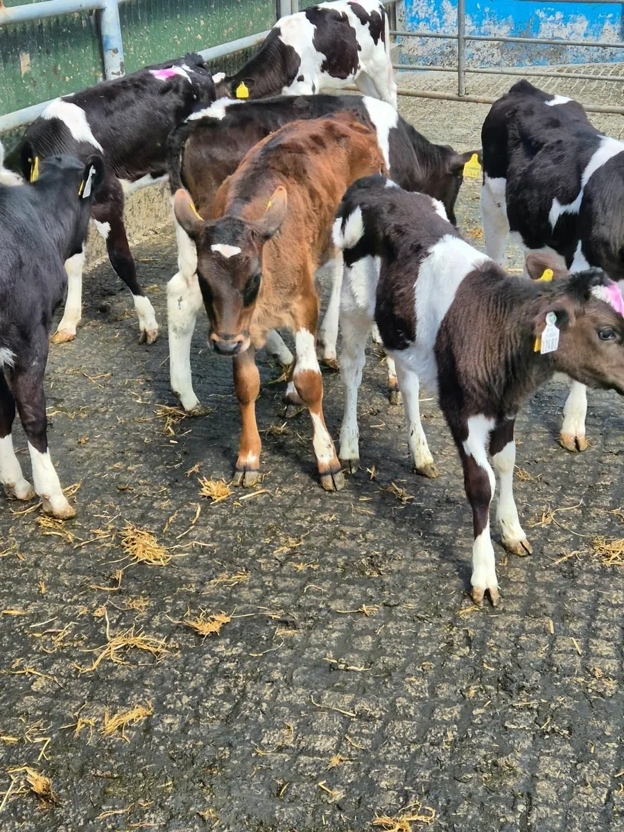 High EBI Friesian heifer calves & 5star Angus Bull - Image 4
