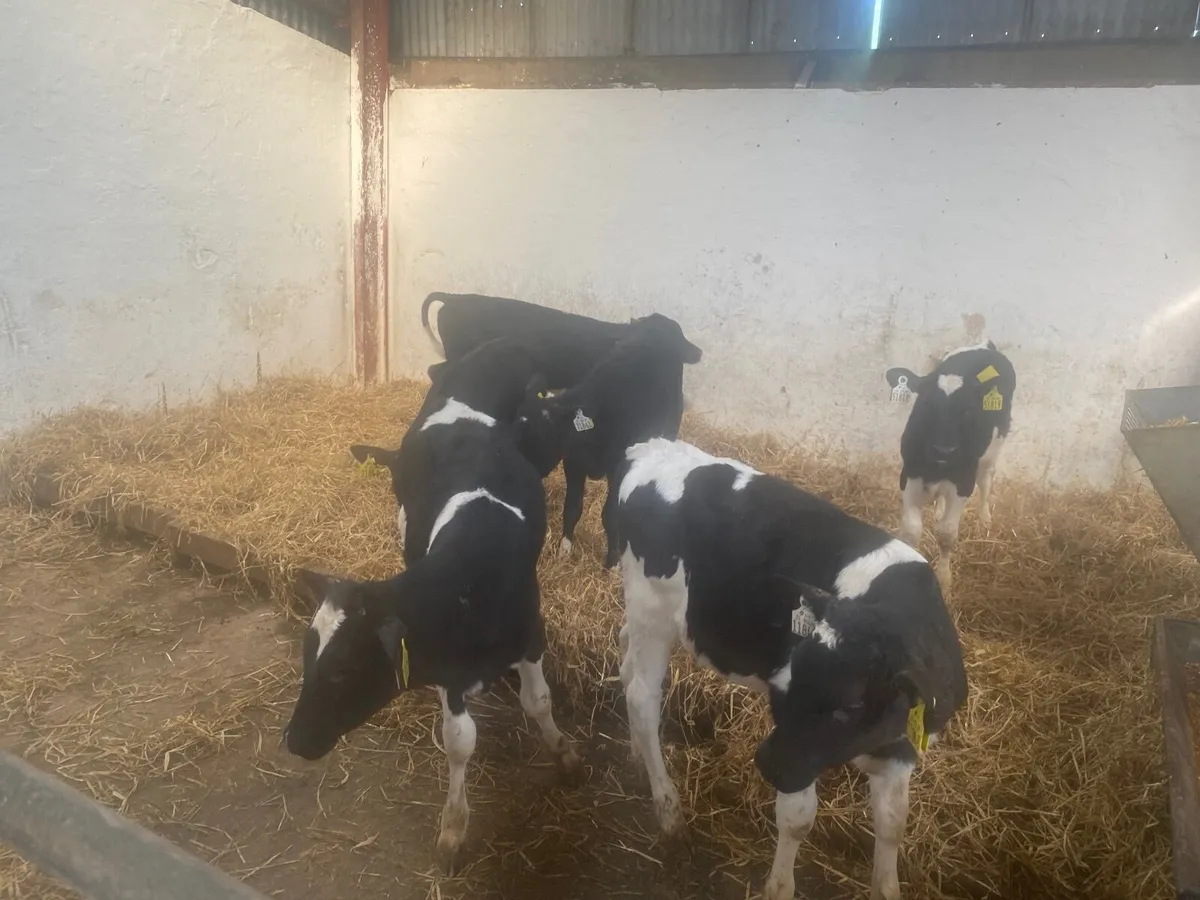 6 Fr heifers calves - Image 1