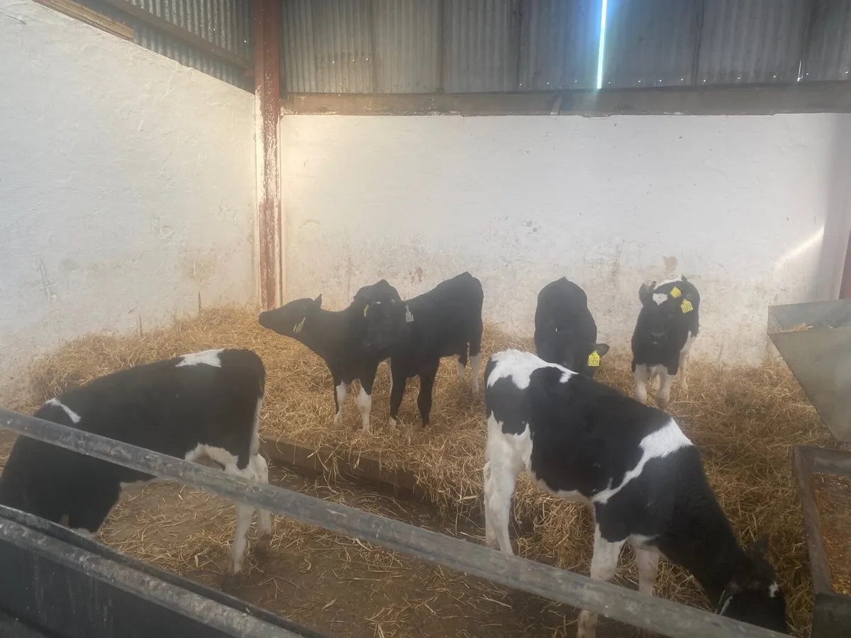 6 Fr heifers calves - Image 2