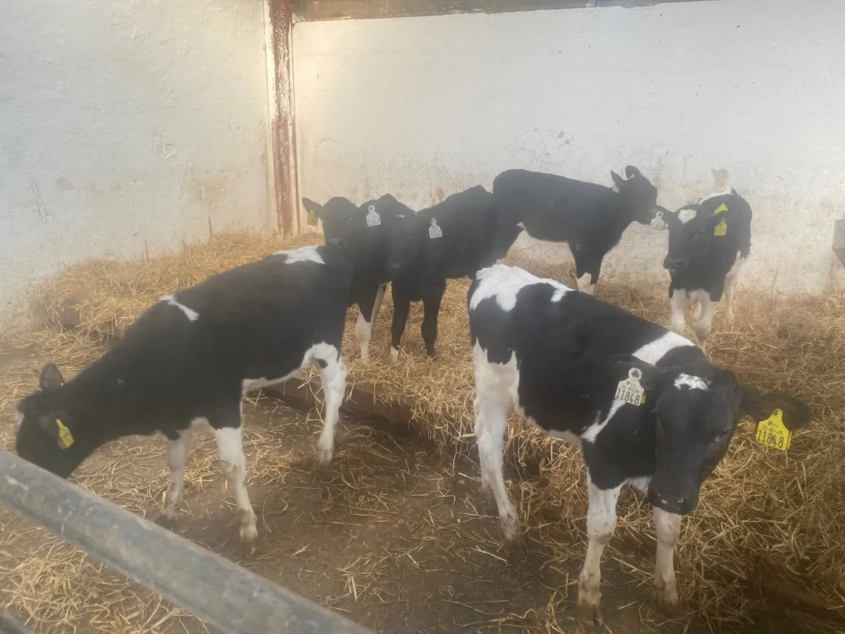 6 Fr heifers calves - Image 3