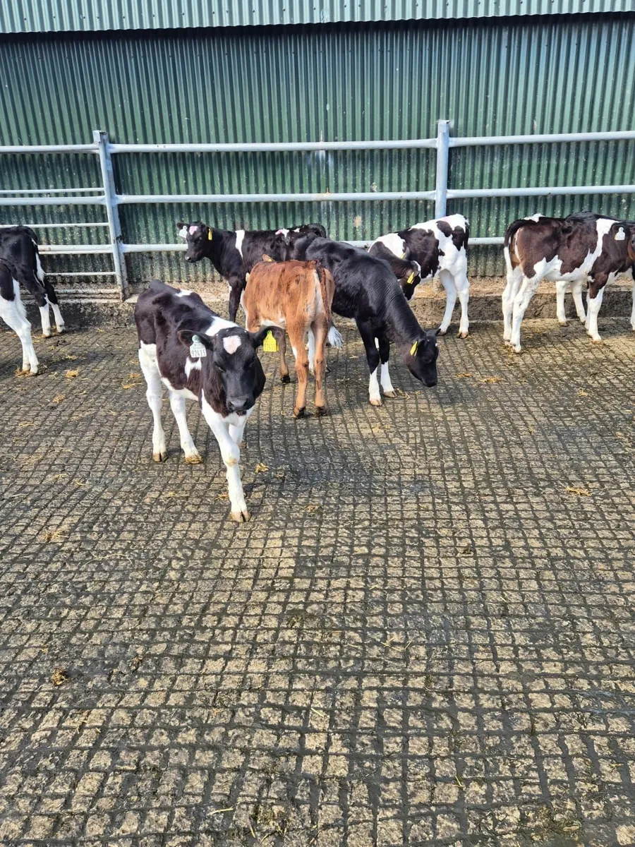 High EBI Friesian heifer calves & 5star Angus Bull - Image 1