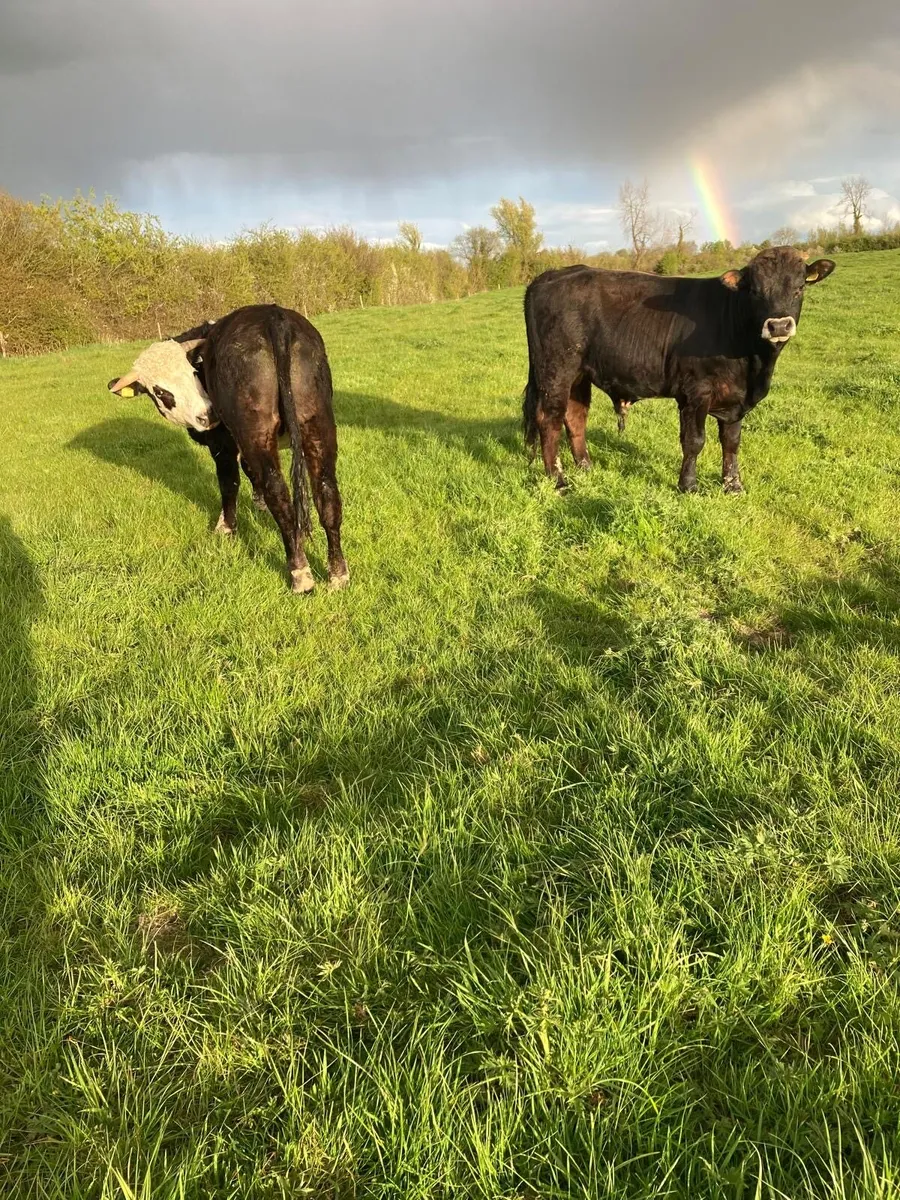 10 Organic bullocks - Image 3