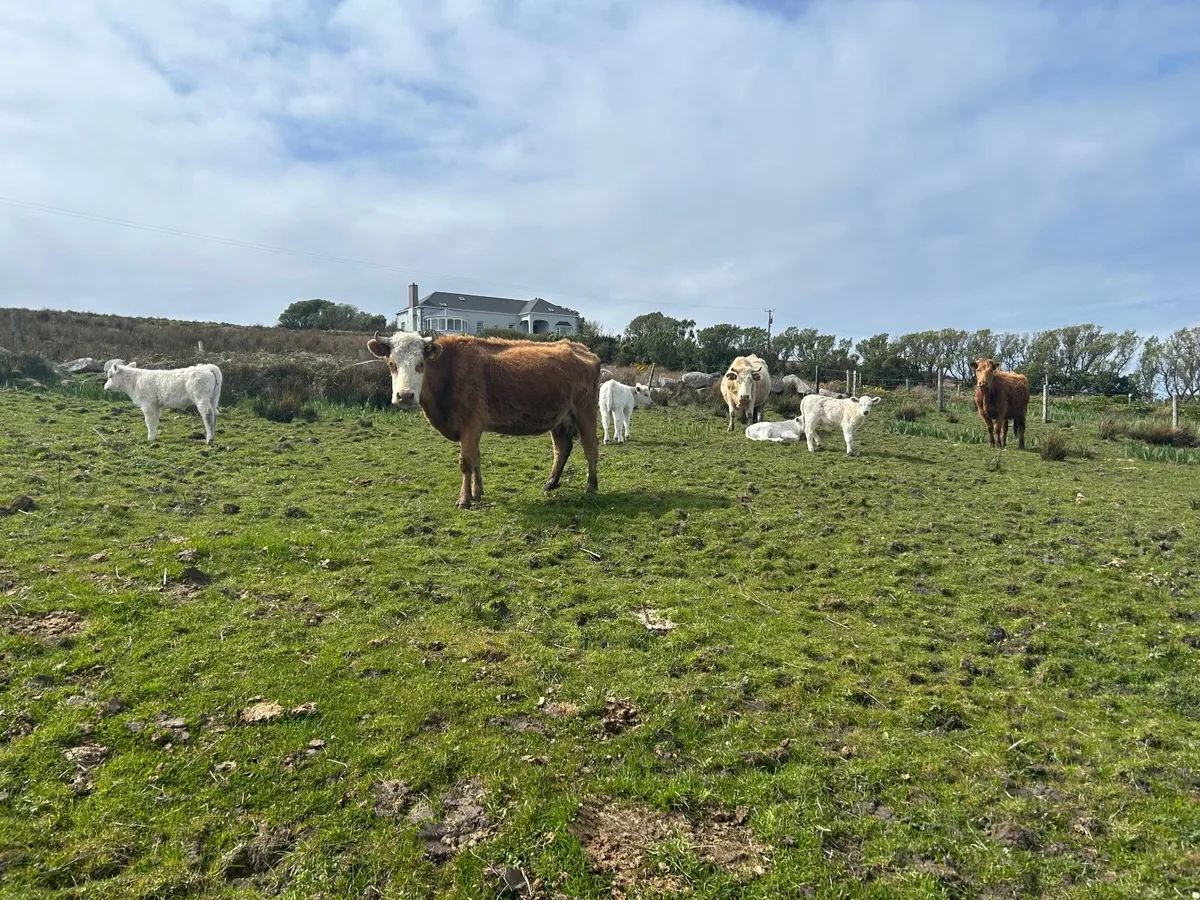 Cows with calfs at foot - Image 2