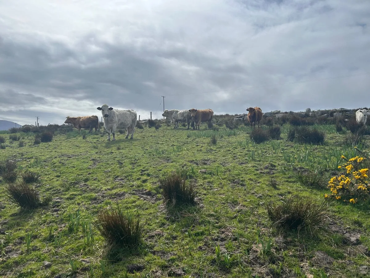 Cows with calfs at foot - Image 3
