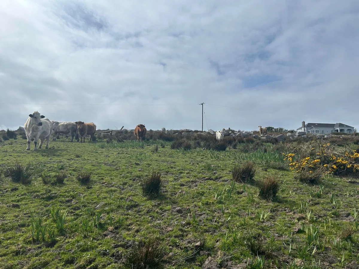 Cows with calfs at foot - Image 4