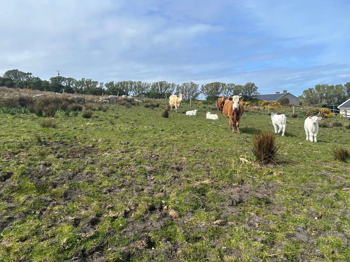 Cows with calfs at foot - Image 1