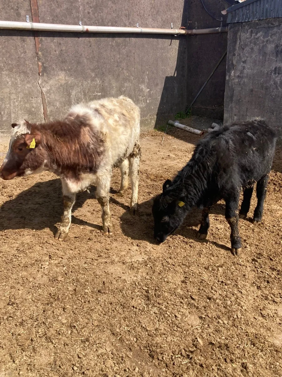 Fully Organic Heifers - Image 1