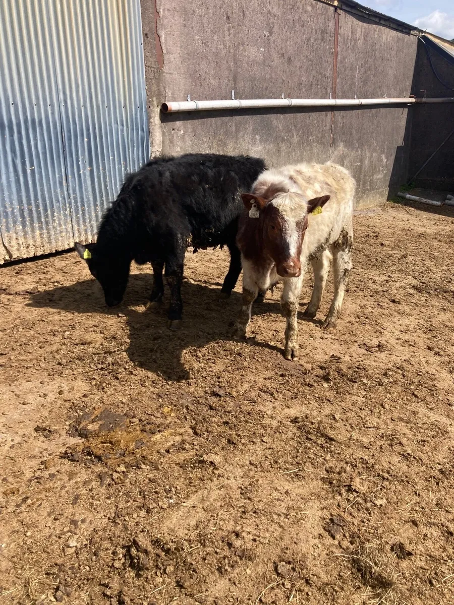 Fully Organic Heifers - Image 3