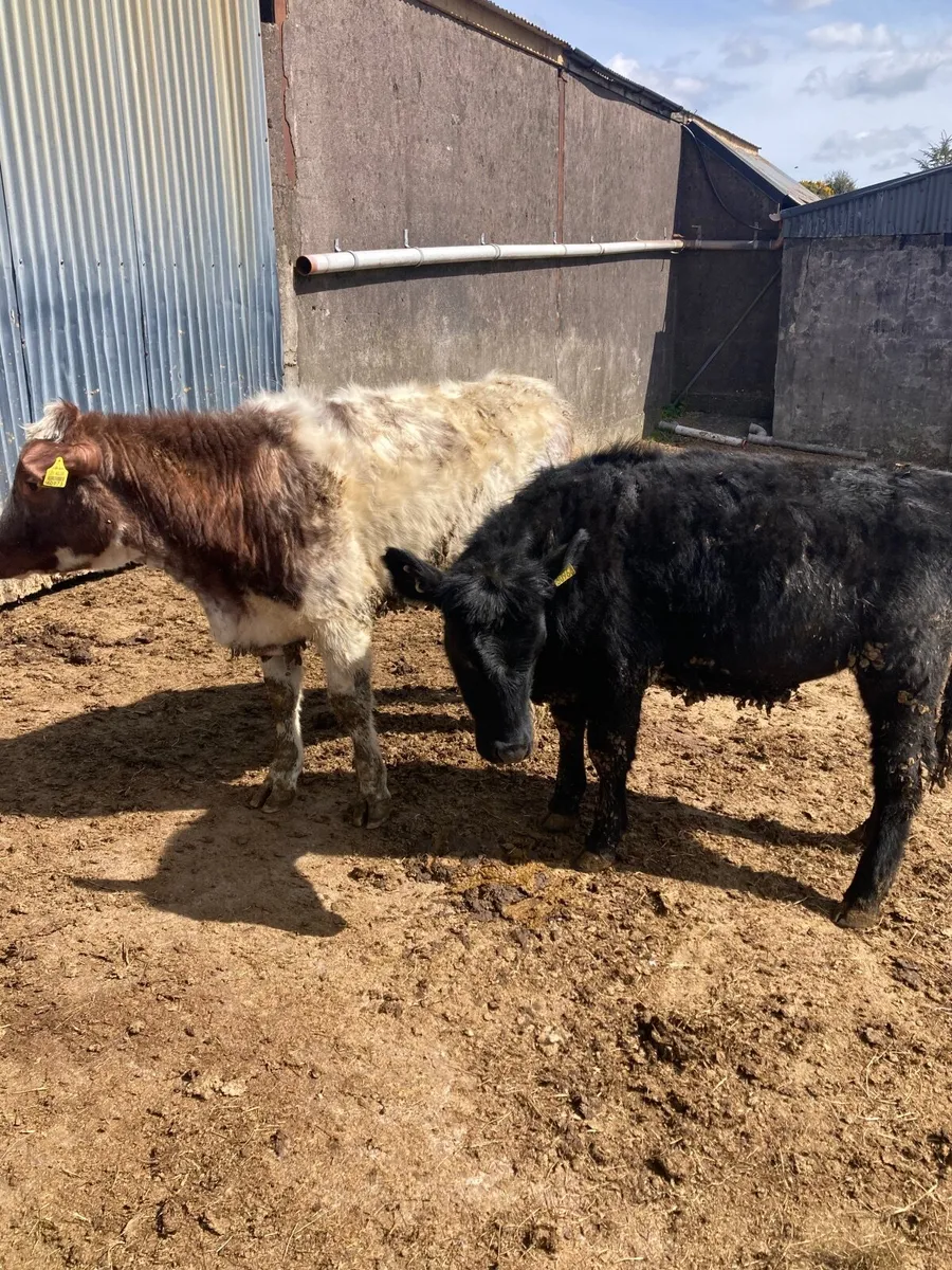 Fully Organic Heifers - Image 4