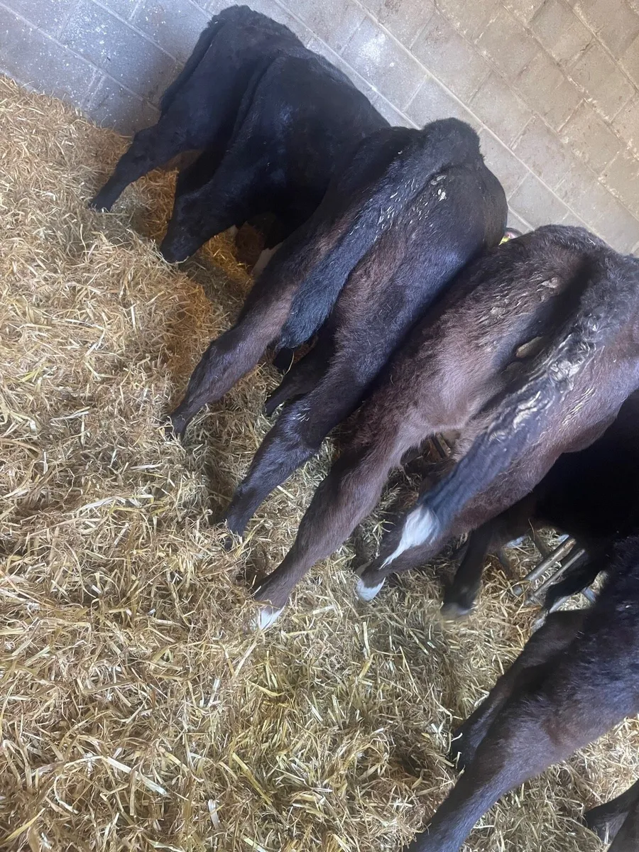 Super AA Heifer Calfs - Image 1