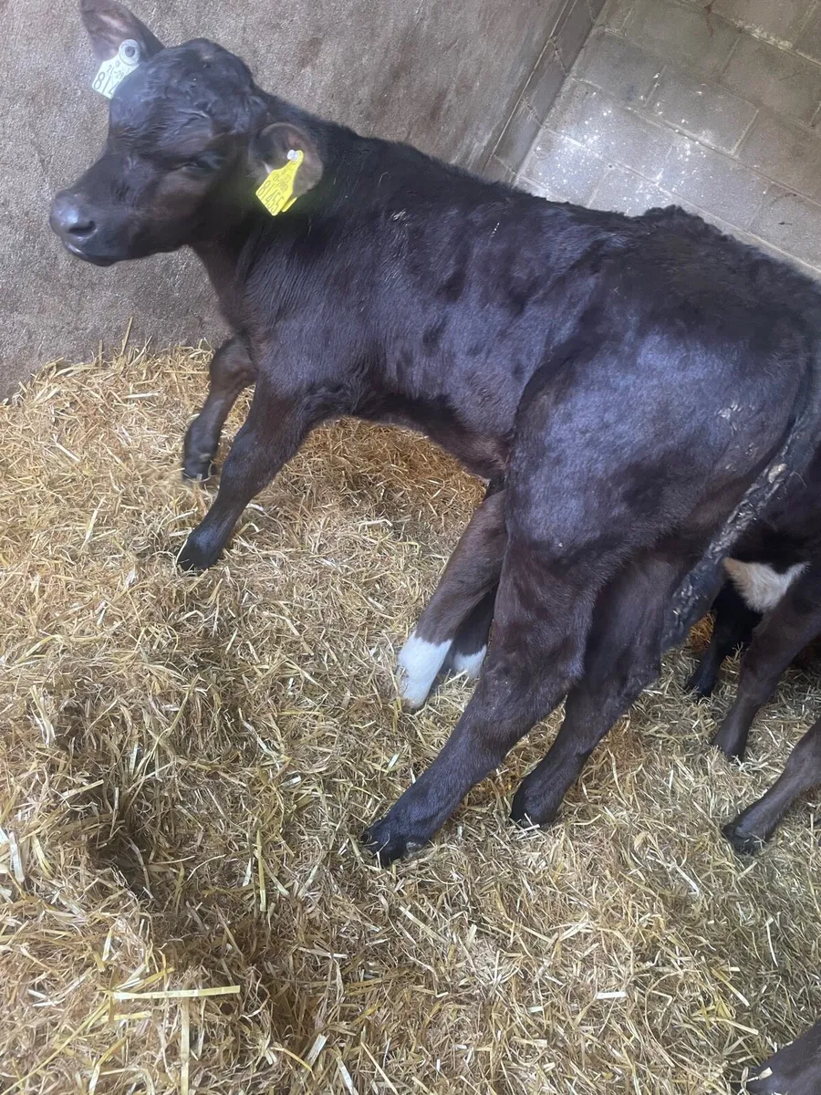 Super AA Heifer Calfs - Image 2