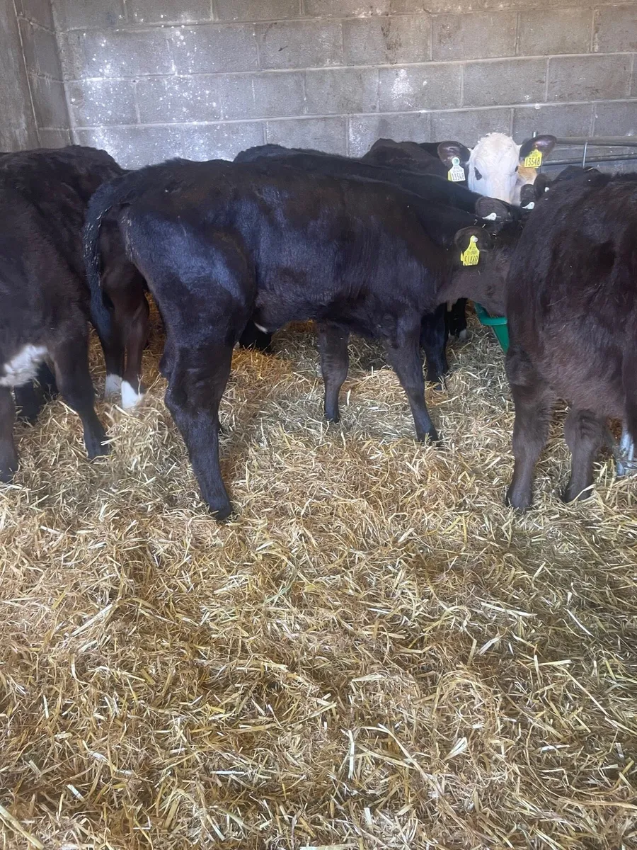 Super AA Heifer Calfs - Image 3