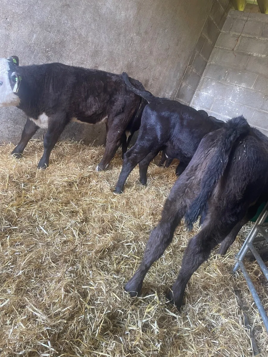 Super AA Heifer Calfs - Image 4