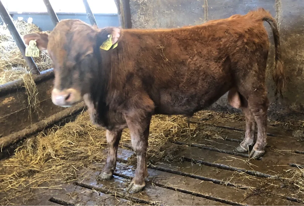 Unregistered Dexter Bull