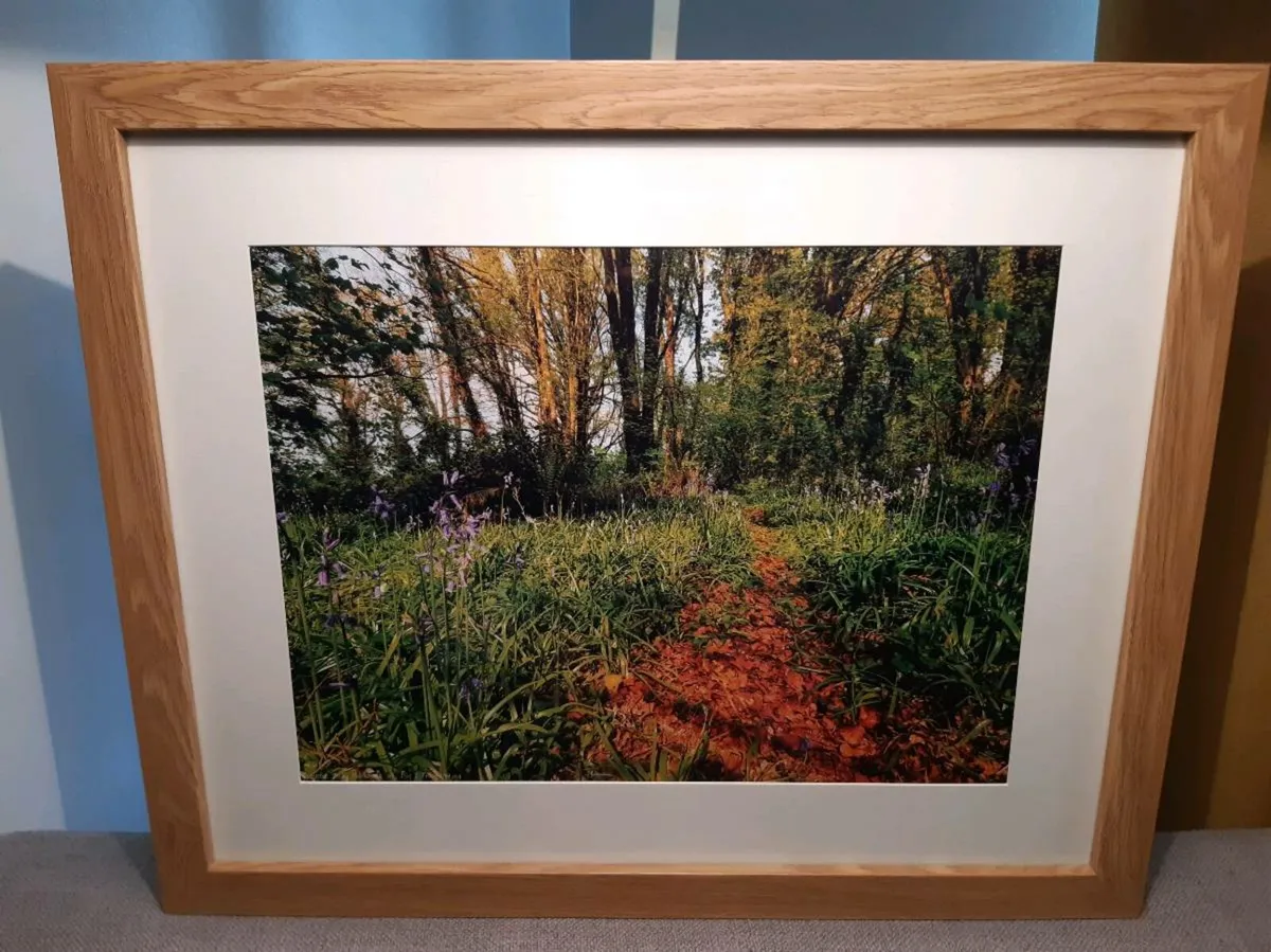 Ballyannan Woods, Midleton - Image 2
