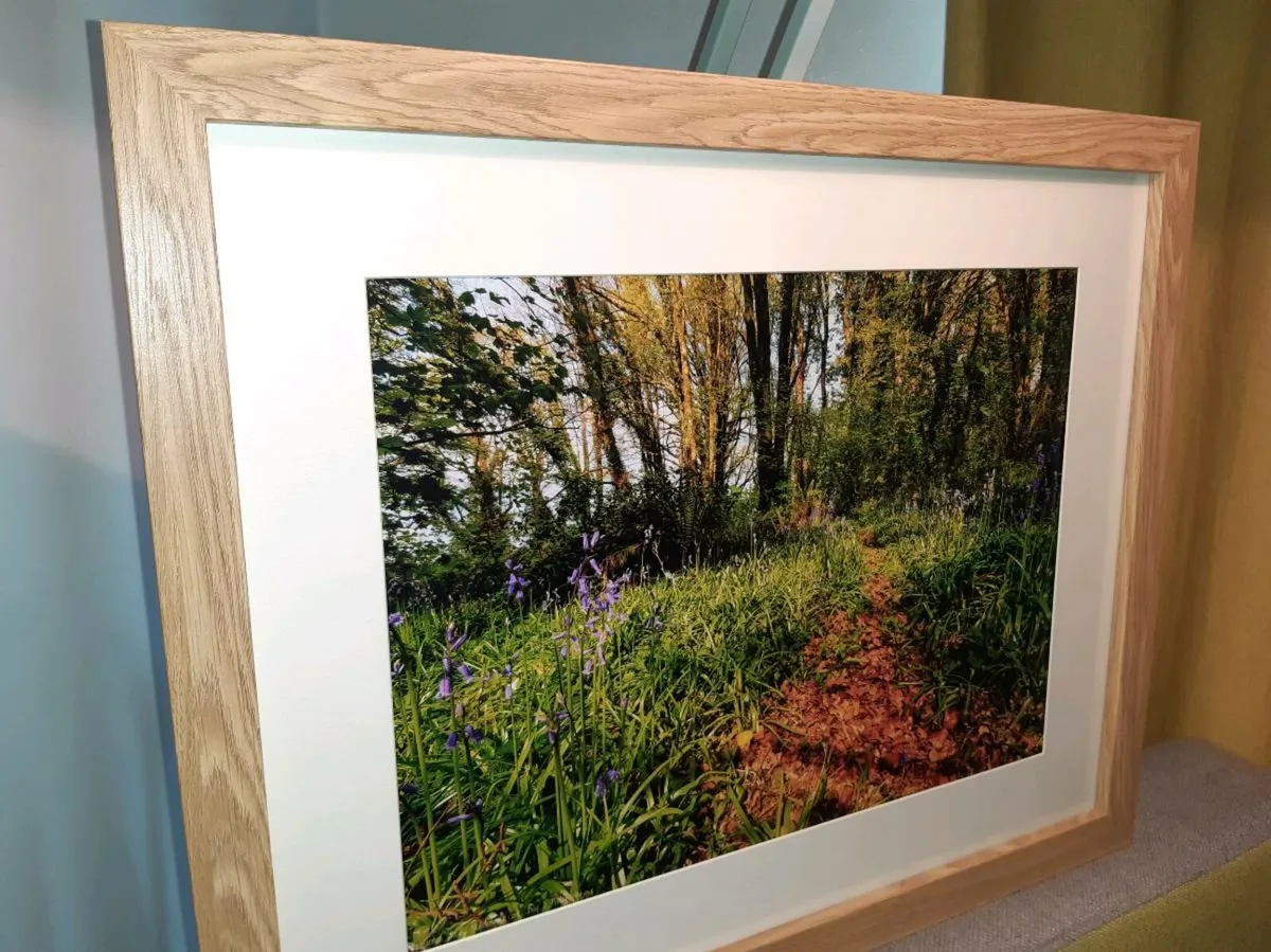 Ballyannan Woods, Midleton - Image 1