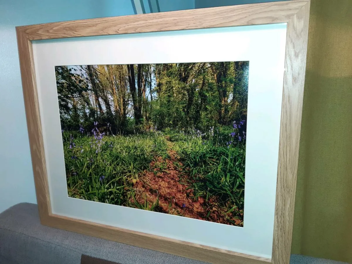 Ballyannan Woods, Midleton - Image 3
