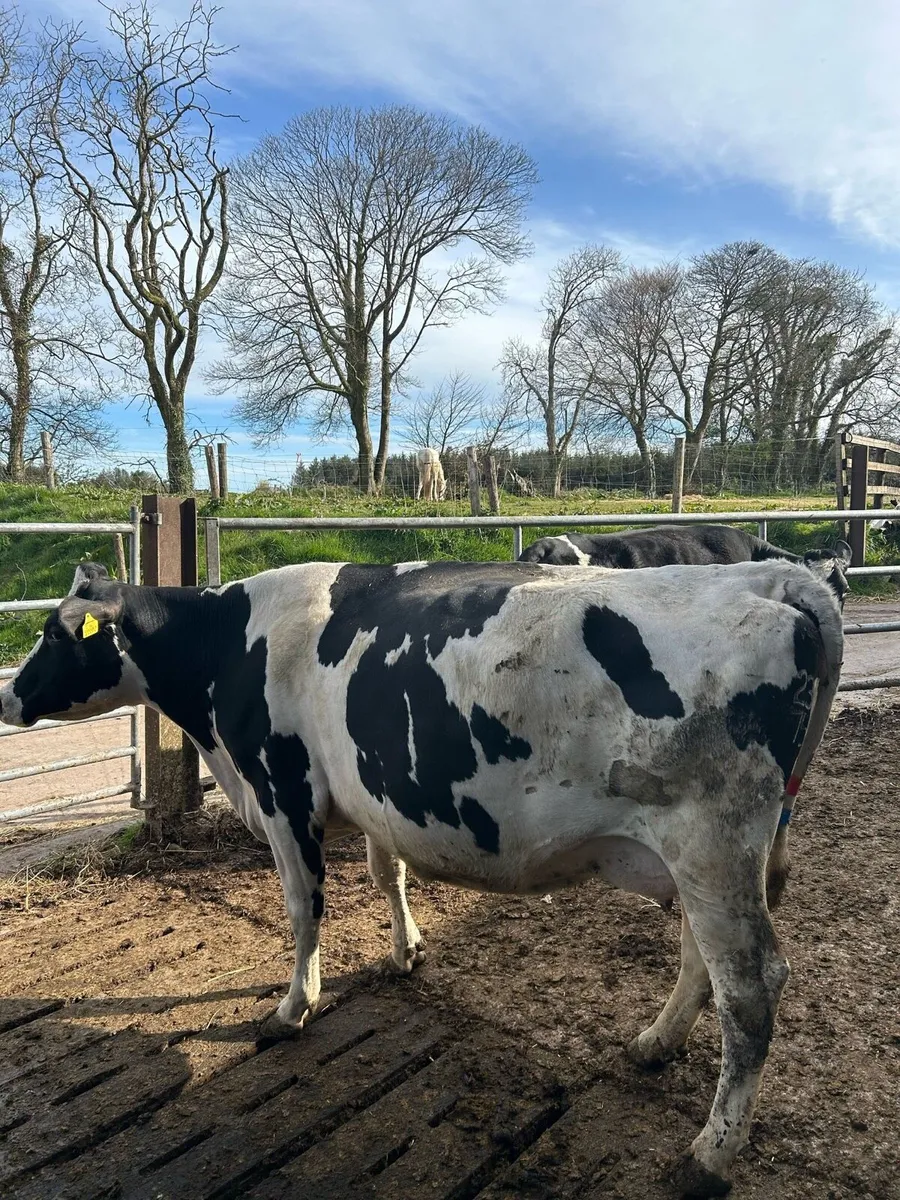 Late calving cows - Image 1