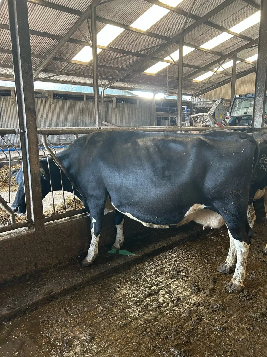 Late calving cows - Image 3