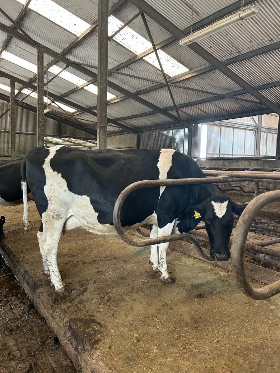 Late calving cows - Image 4