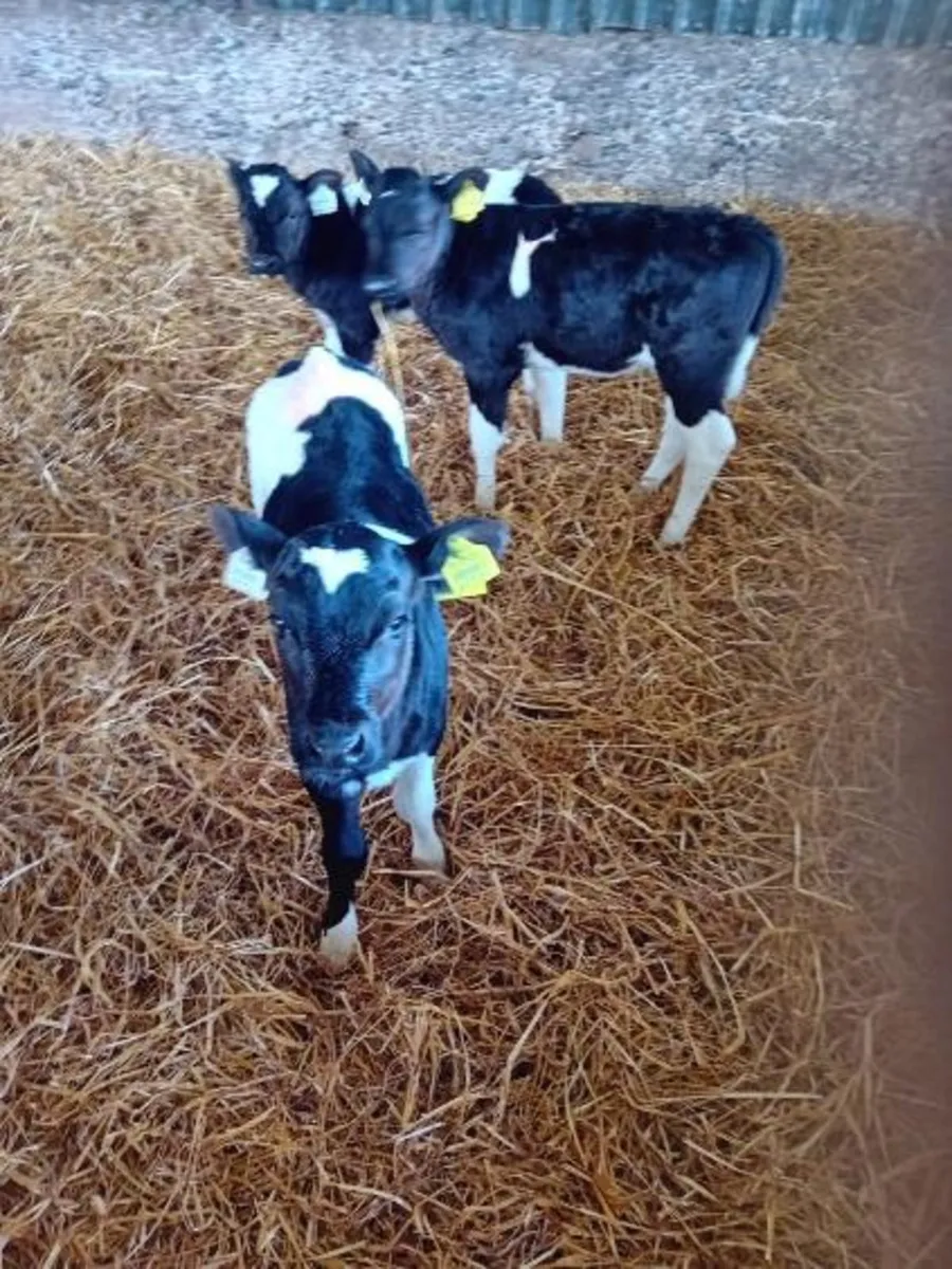 British Friesan heifer calves - Image 2