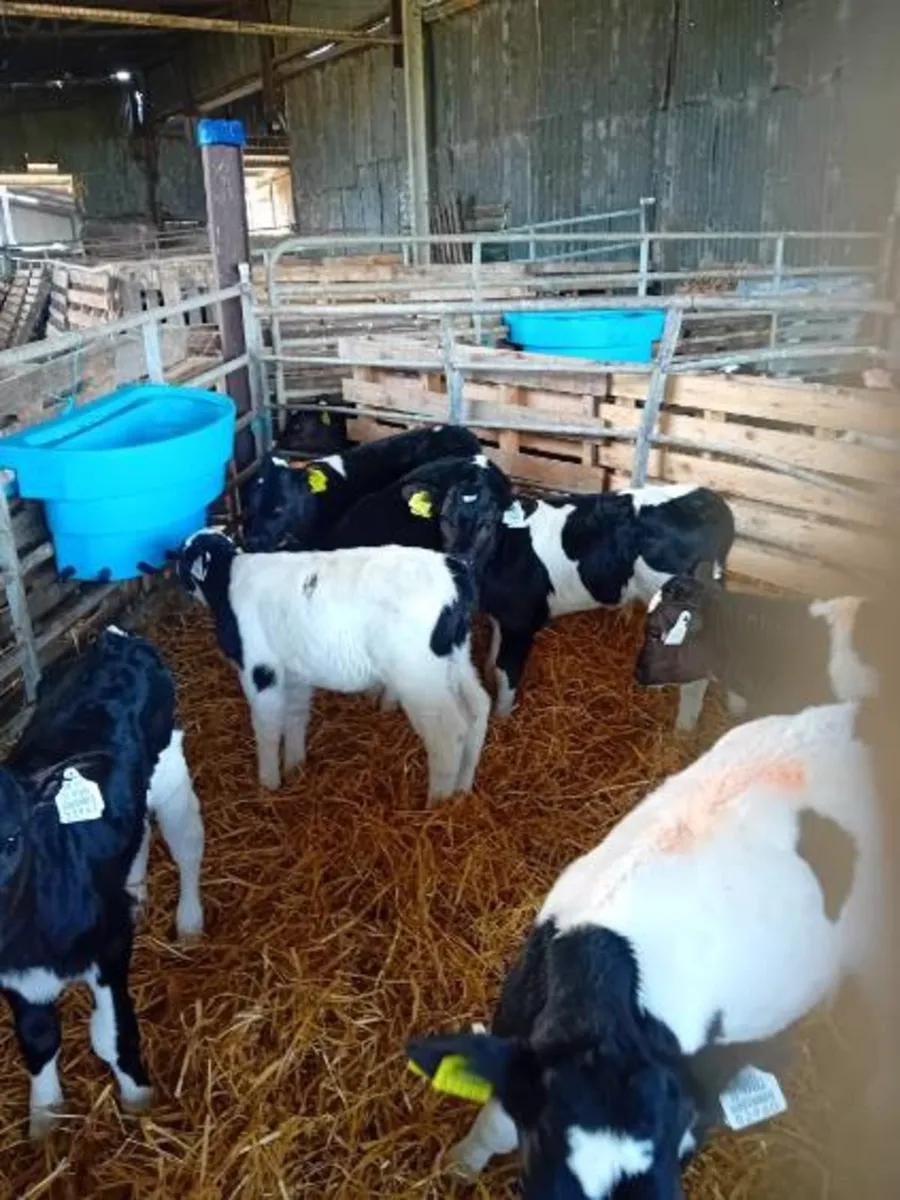 British Friesan heifer calves - Image 3