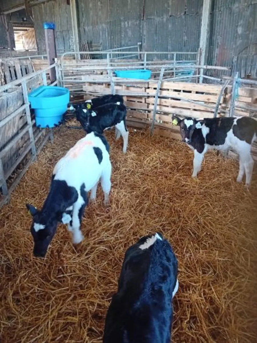 British Friesan heifer calves - Image 4