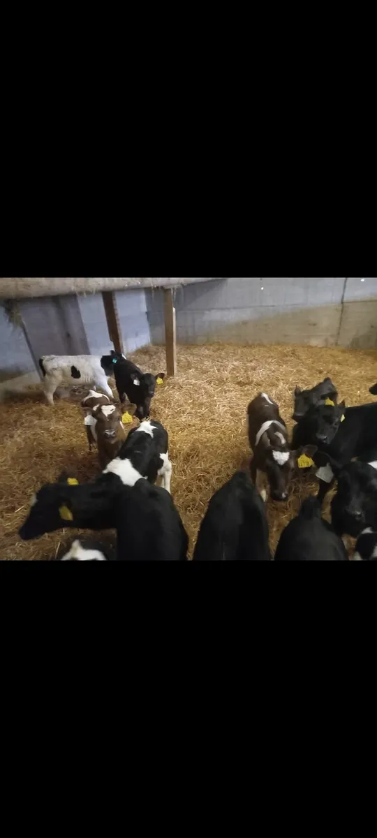 4 frx dairy heifer calves
