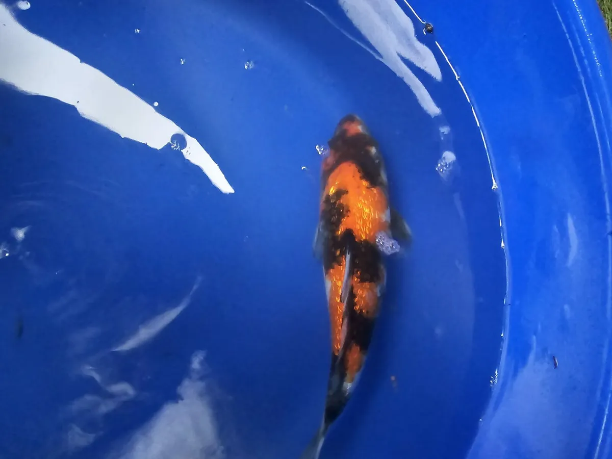 Koi carp for sale and equipment - Image 2